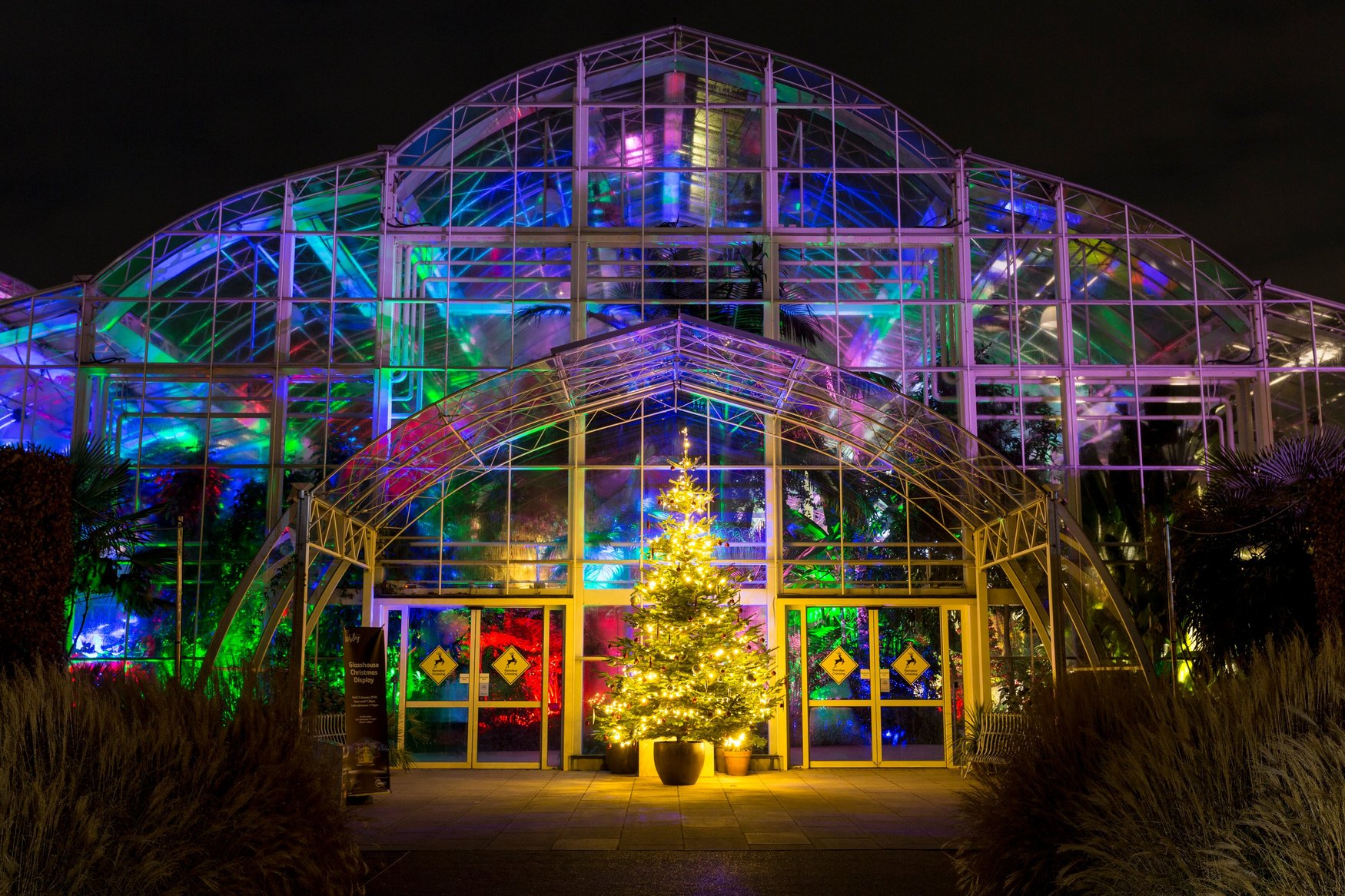 RHS Wisley Christmas Glow 2017 - Glasshouse with lights and Christmas tree, cHRISTMAS, Surrey, whats On, guide