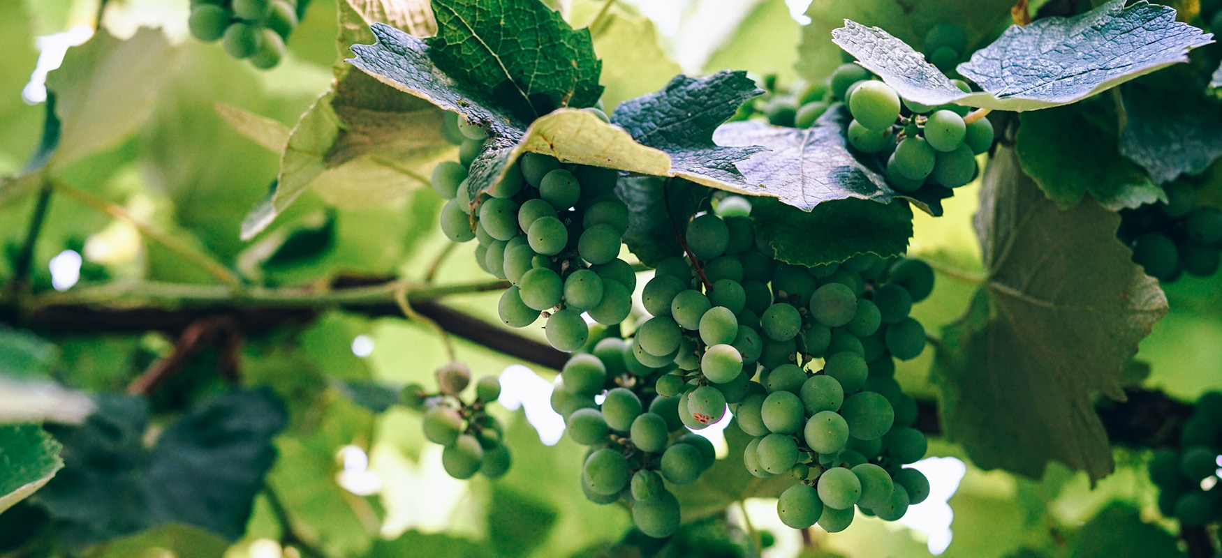 vineyard pruning, surrey, albury