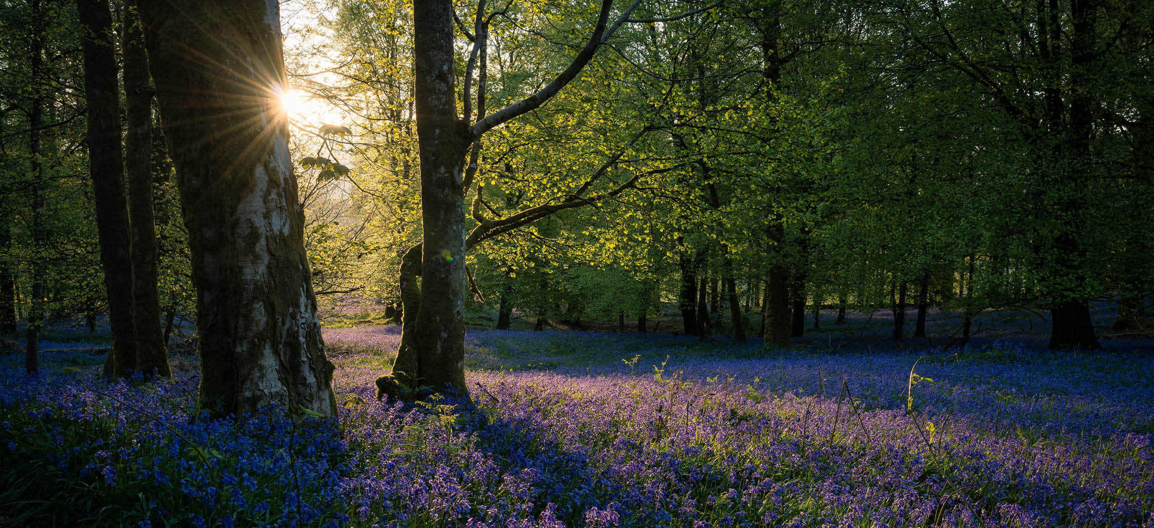 bluebell wood, guide to , thats entertainment, surrey, whats on, things to do, nature, countryside
