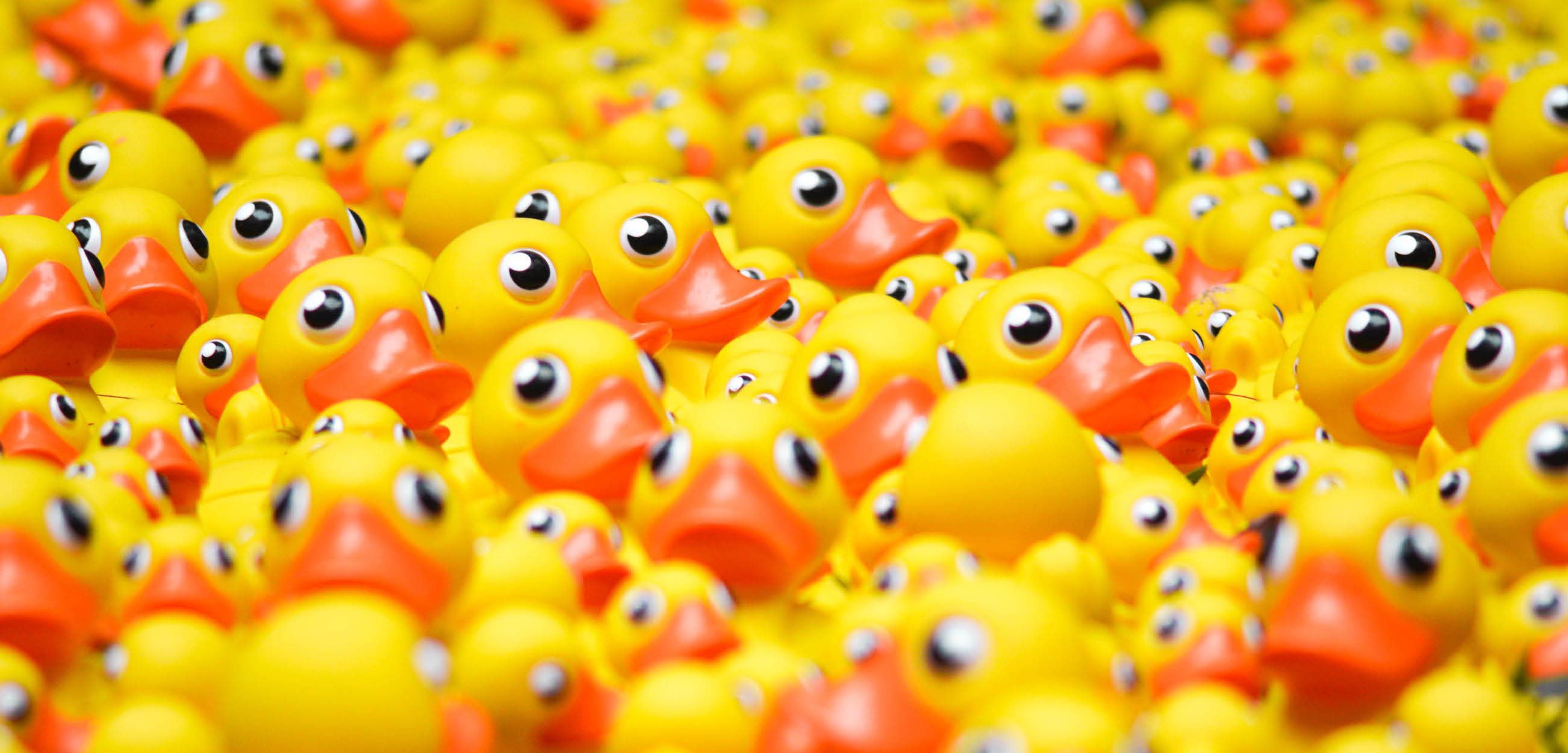 windsor duck race, family fun, june 2019, whats on, best family day out, summer fayre, june 2019