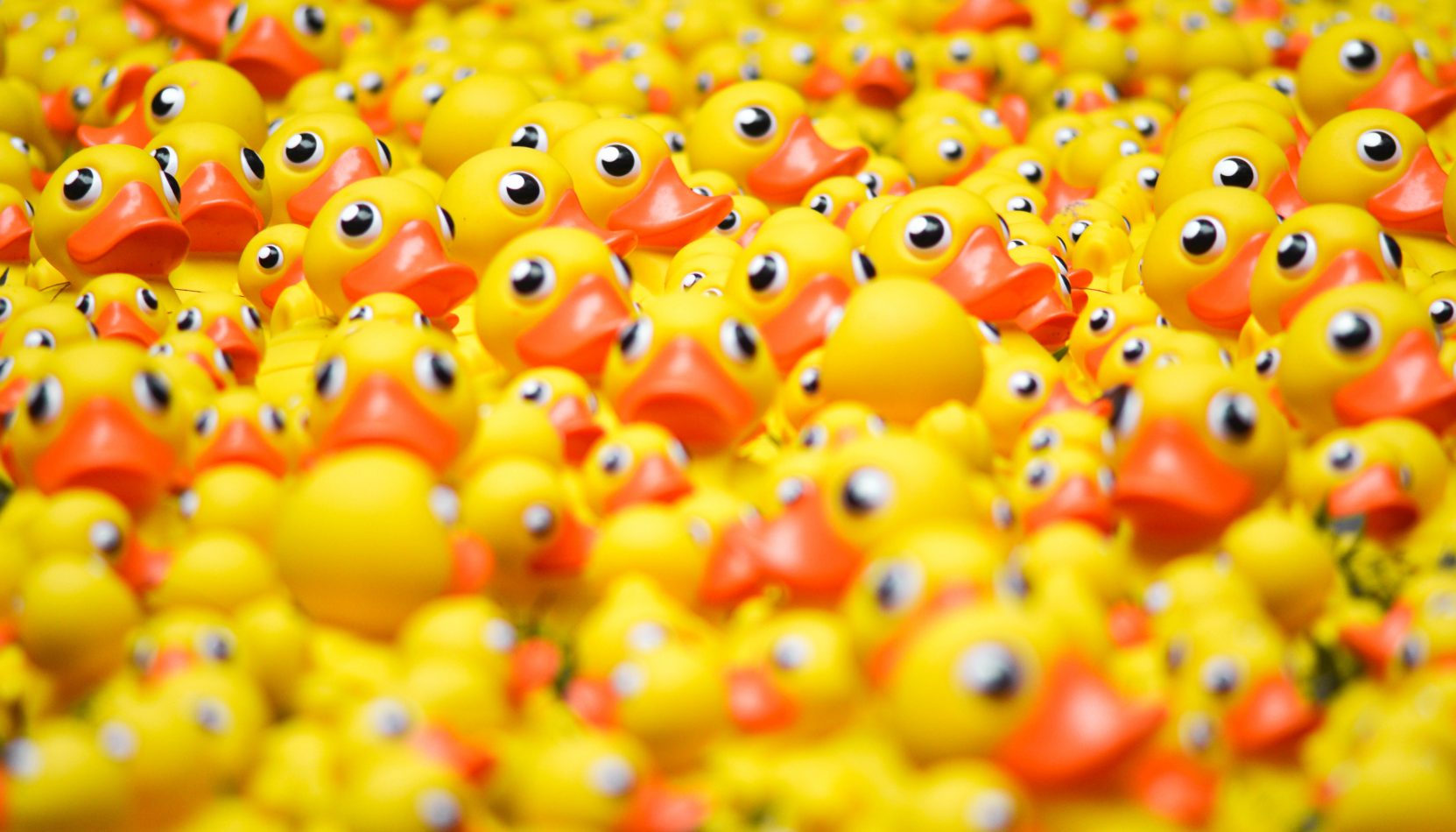 DUCK RACE, farnham, surrey, guide to, whats on, yes fan! whats on, family days out