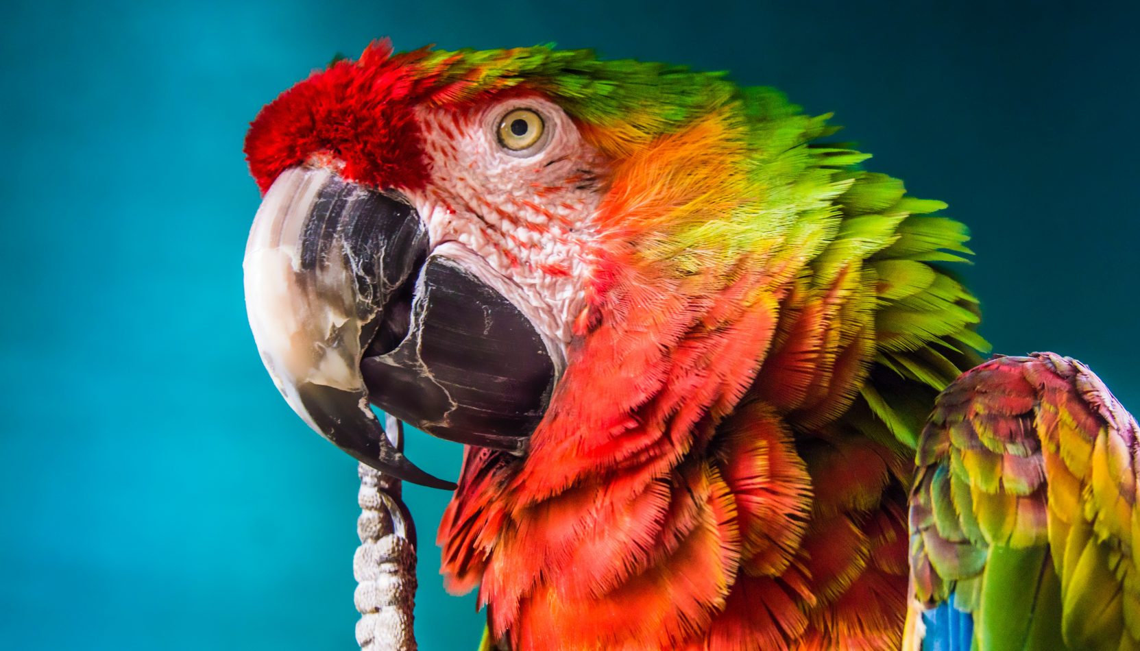 THE PARROT SHOW, COMPTON PARK, JUNE, WHATS ON, FAMILY FUN, FAMILY DAYS OUT, SURREY,