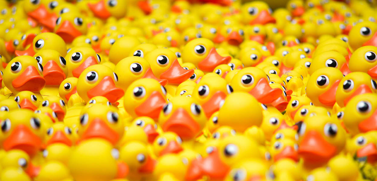 quacky races, guide to, whats on, guide to whats on,. duck race, windsor, best family days out, summer holidays