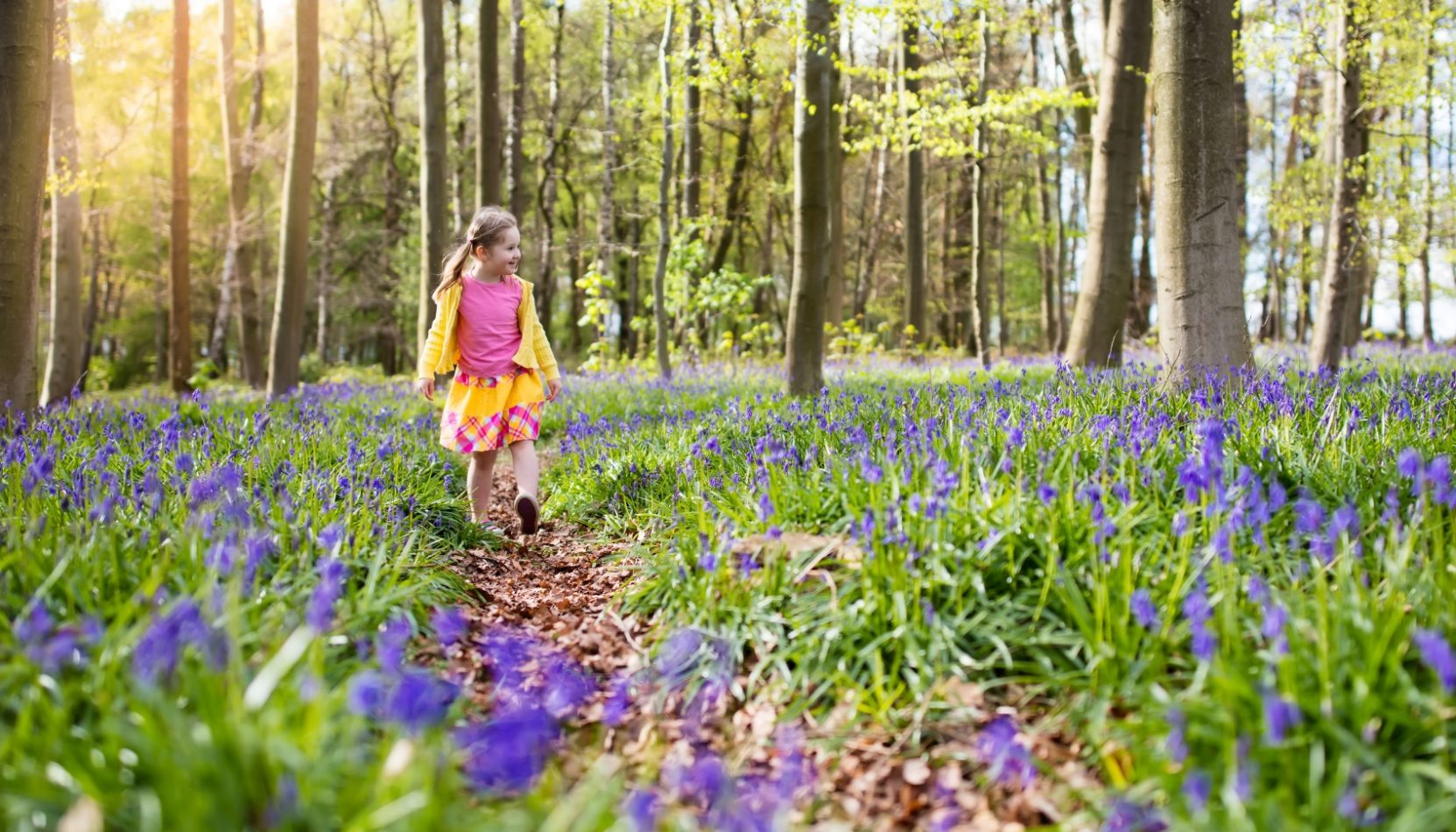 bluebells, squires garden centres, squires garden centre, spring, put a spring in your step, whats on, free things to do, freemium entertainment, guide to, guide to surrey, whats on, guide to whats on, outdoors, fresh air, gardening, gardens, nature, wellbeing,