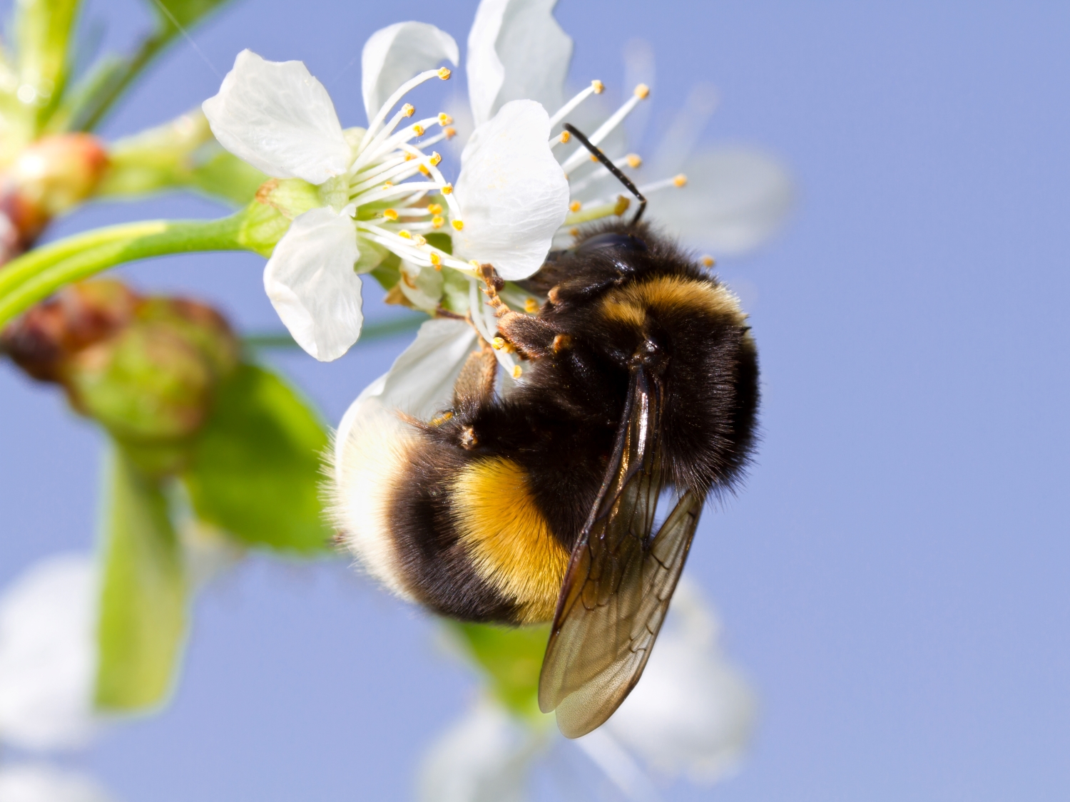 bumble bee, bluebells, squires garden centres, squires garden centre, spring, put a spring in your step, whats on, free things to do, freemium entertainment, guide to, guide to surrey, whats on, guide to whats on, outdoors, fresh air, gardening, gardens, nature, wellbeing, 