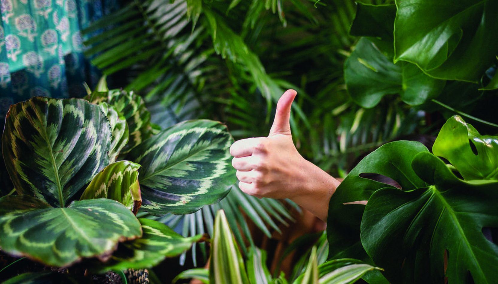 HOUSE PLANTS, how to keep your conservatory cool in the summer, summer, heatwave, keep your house cool, property news, move to property news, DIY, tips, how to, house and garden, surrey, guildford, woking, farnham,, kingston, richmond, south west london