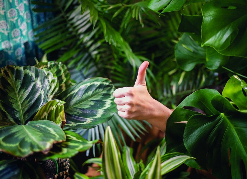 HOUSE PLANTS, how to keep your conservatory cool in the summer, summer, heatwave, keep your house cool, property news, move to property news, DIY, tips, how to, house and garden, surrey, guildford, woking, farnham,, kingston, richmond, south west london