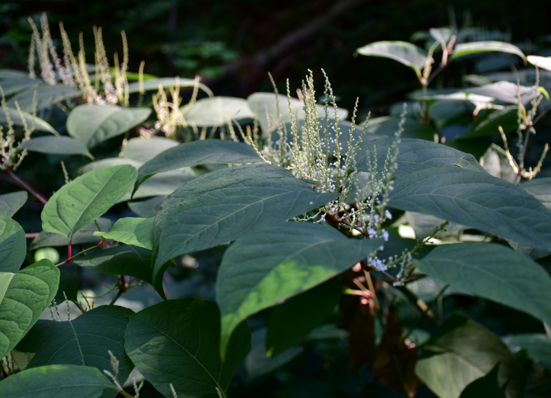 japanese knotweed, uk, garden, home and garden, how to get ride of knotweed, homeowners, property news, DIY, hoe hacks, moving house, move house, move to, move to surrey, guide to gardens, guide to moving house, guide to surrey