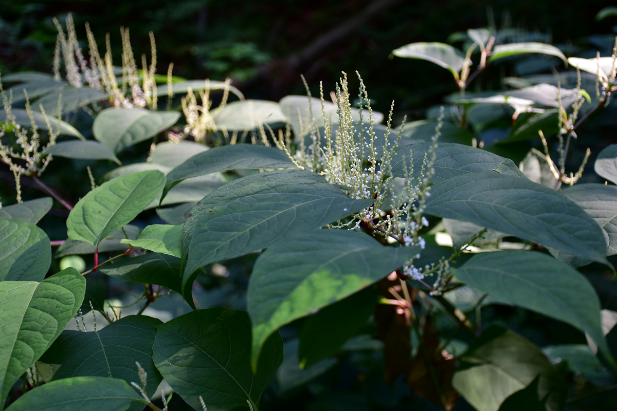 japanese knotweed, uk, garden, home and garden, how to get ride of knotweed, homeowners, property news, DIY, hoe hacks, moving house, move house, move to, move to surrey, guide to gardens, guide to moving house, guide to surrey
