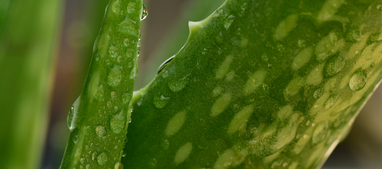aloe vera, house plants, aloe vera care, caring for house plants, wellbeing, house and garden, home and interiors, homeowner, moveto, guide to, guide to surrey, move to surrey, move to london, move to the countryside,