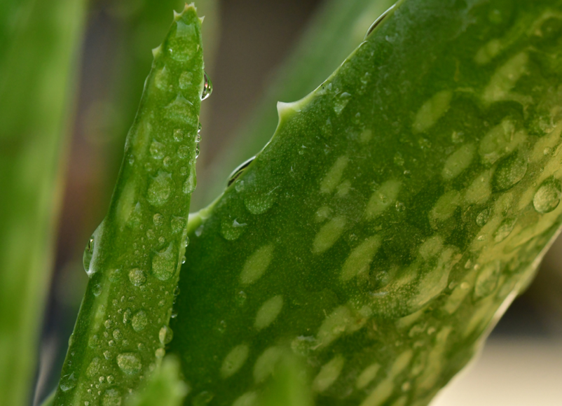 aloe vera, house plants, aloe vera care, caring for house plants, wellbeing, house and garden, home and interiors, homeowner, moveto, guide to, guide to surrey, move to surrey, move to london, move to the countryside,